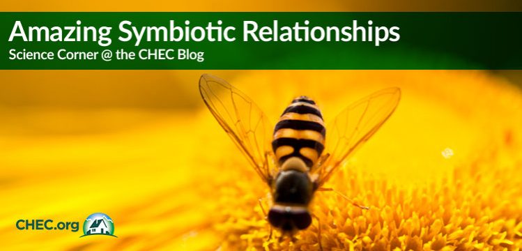 amazing-examples-of-symbiotic-relationships-chec