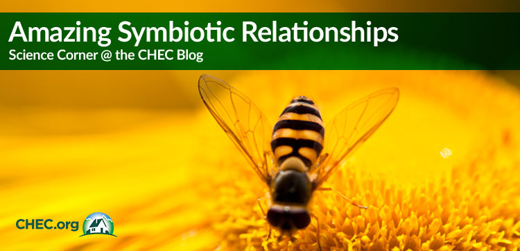 Amazing Examples of Symbiotic Relationships - CHEC