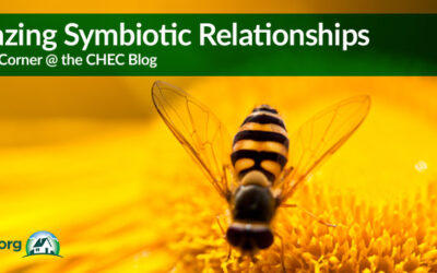 Amazing Examples of Symbiotic Relationships