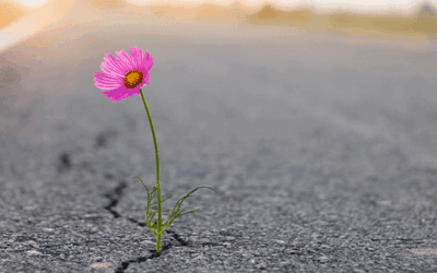 Hope in the Grief