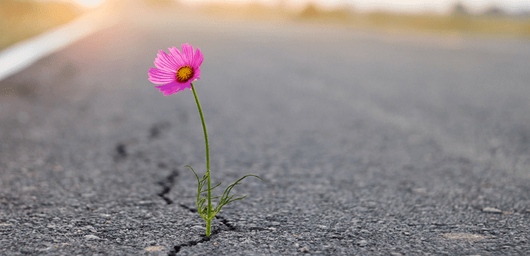 Flower-in-the-road-crack