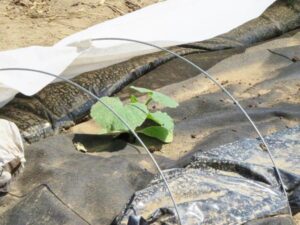 Gardening hoop houses