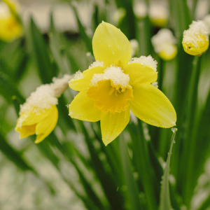 Spring Fever Survival Guide: 7 Stress-Free Ways to Take Your Homeschool Outdoors