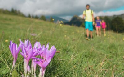 Not Another Program: Why Simple Homeschool Co-ops Stand the Test of Time